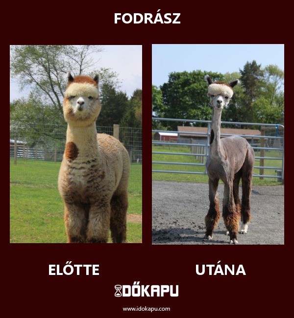 Fodrász
 
 title=