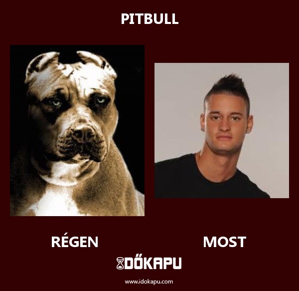 PITBULL
 
 title=