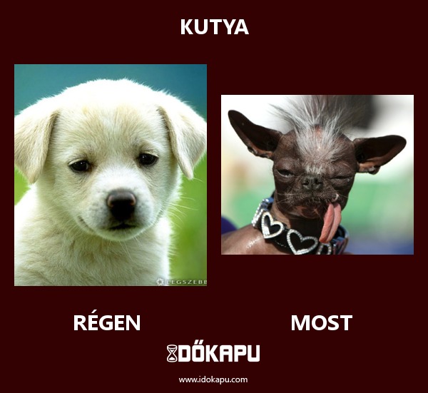 Kutya
title=