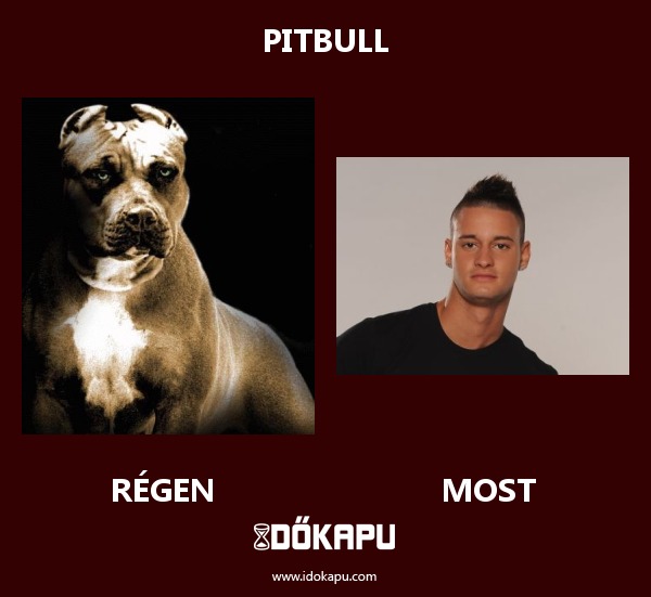 Pitbull
 
 title=