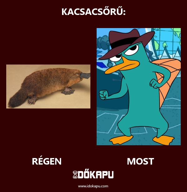Kacsacsőrű:
 
 title=
