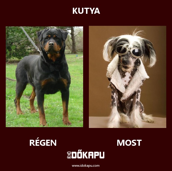 KUTYA
 
 title=