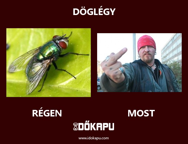 Döglégy
 
 title=