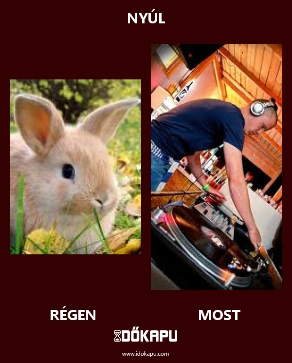 Nyúl
 
 title=