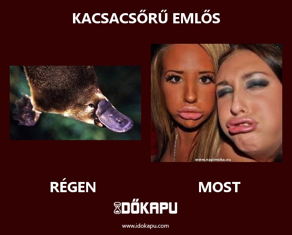 Kacsacsőrű emlős
title=