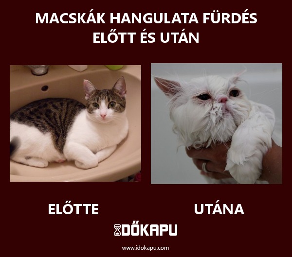 Macskák hangulata fürdés előtt és után
 
 title=